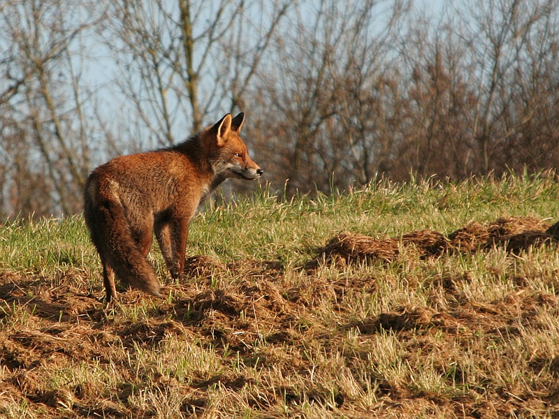 Vulpes vulpes Red Fox Vos